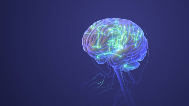Human Nervous System with Brain