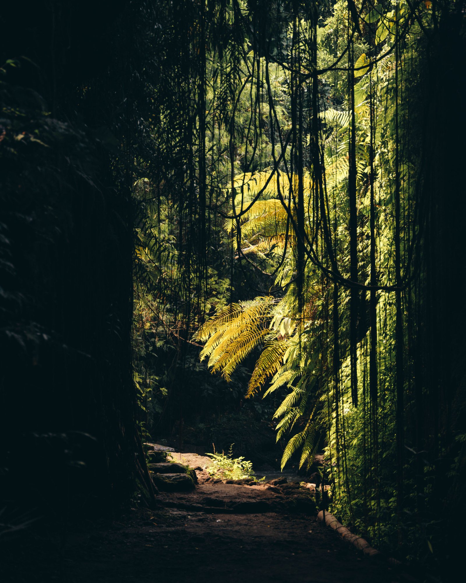 Jungle Mystique