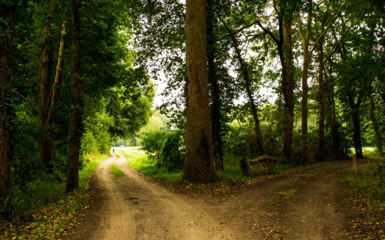 Split road in the woods.