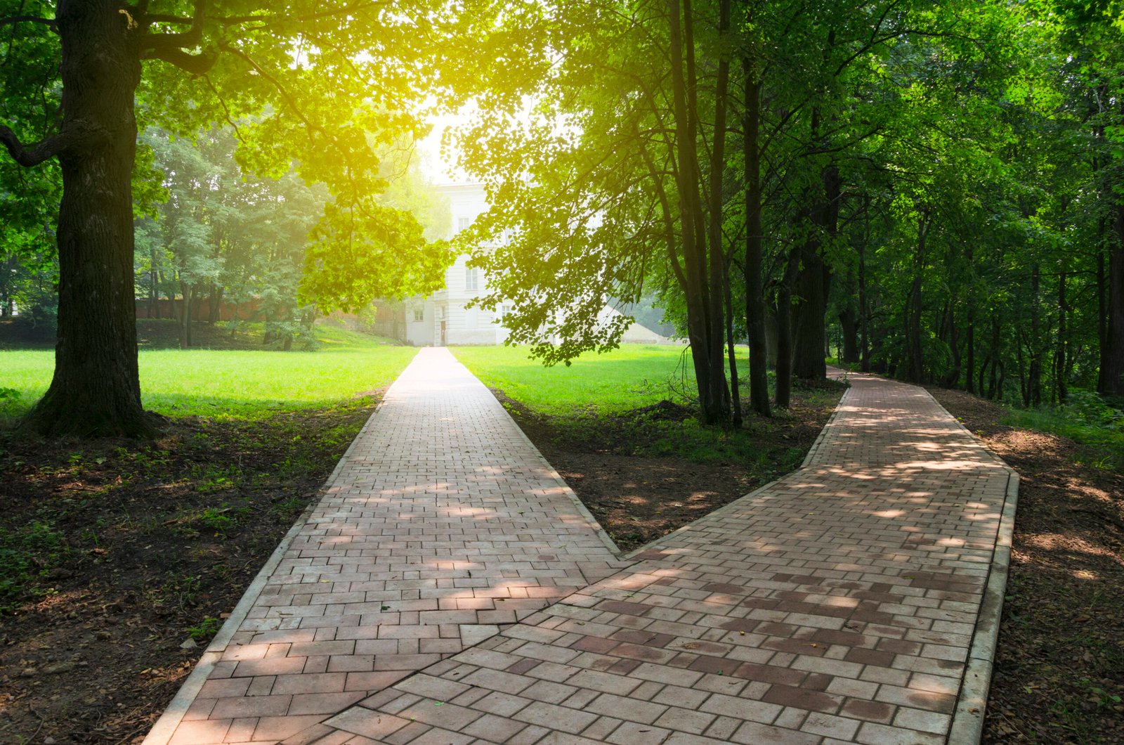 Fork in the road in the empty park.Sunny summer morning.