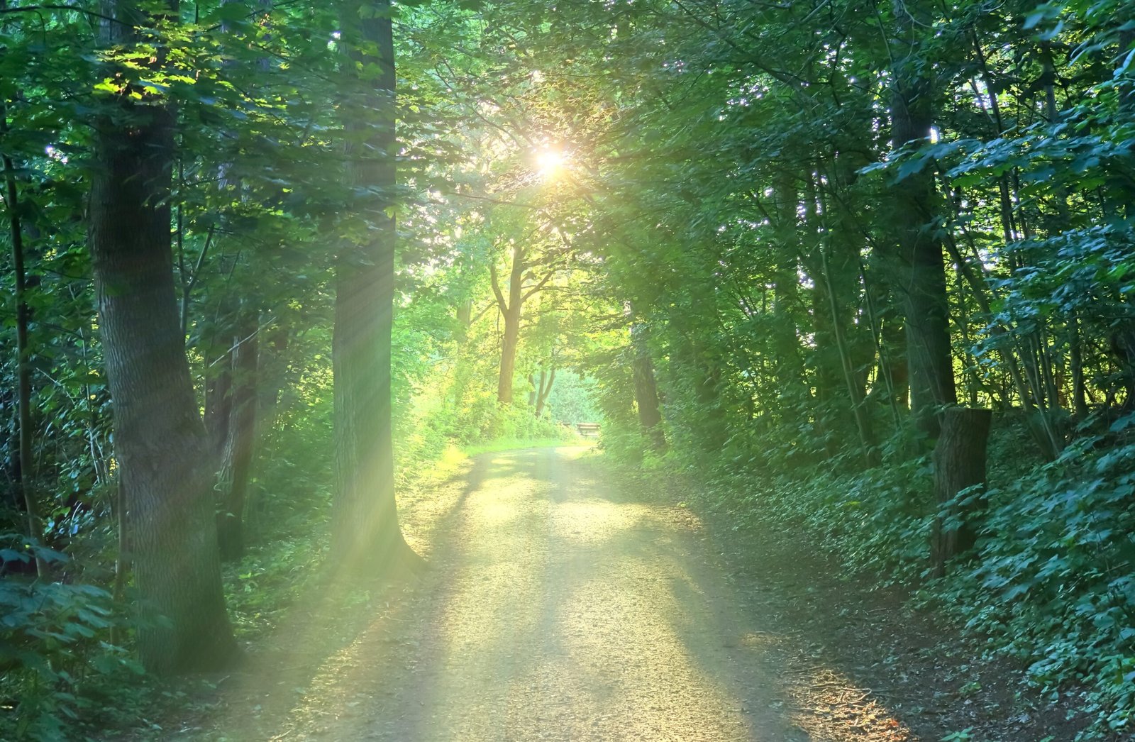 Beautiful view into a dense green forest with bright sunlight casting deep shadow