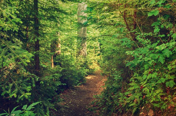 Summer green forest with path, natural outdoor seasonal background.